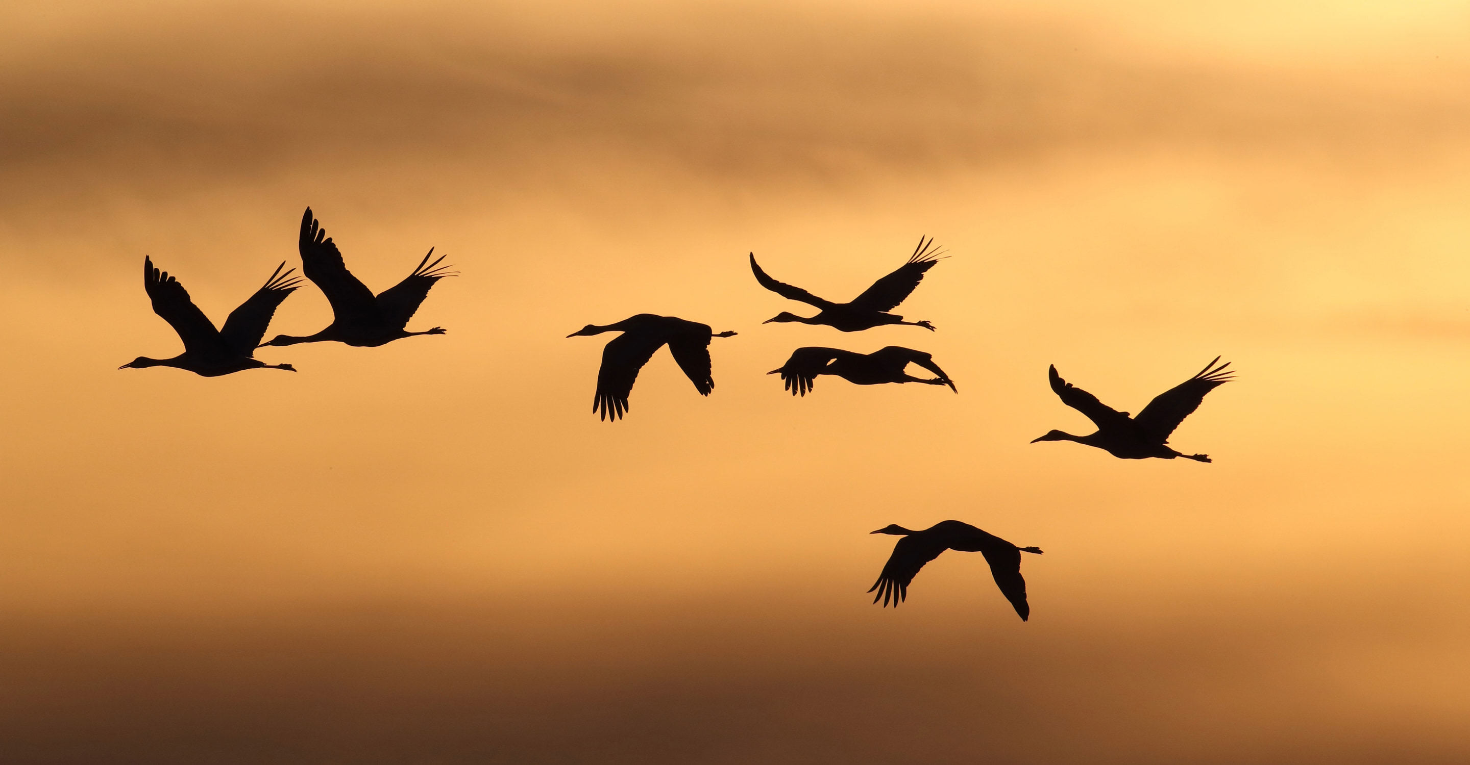 Seven cranes in silhouette flying across an amber sunset sky.